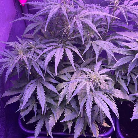 STRAWBERRY PIE growlog timeline photo