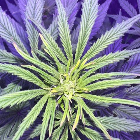 STRAWBERRY PIE growlog timeline photo
