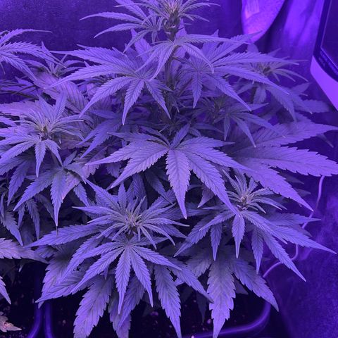 STRAWBERRY PIE growlog timeline photo
