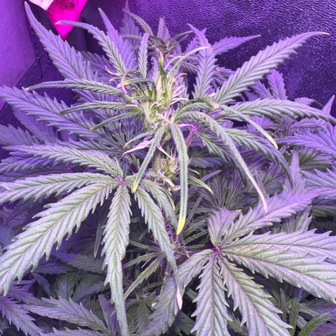 STRAWBERRY PIE growlog timeline photo