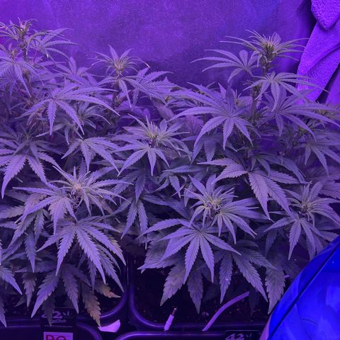 STRAWBERRY PIE growlog timeline photo