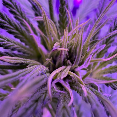 STRAWBERRY PIE growlog timeline photo