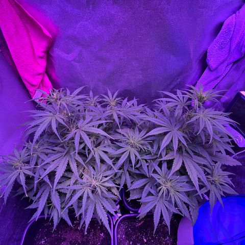 STRAWBERRY PIE growlog timeline photo