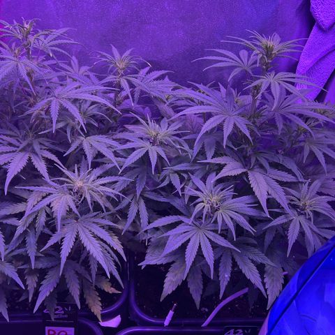 STRAWBERRY PIE growlog timeline photo