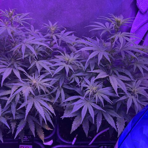 STRAWBERRY PIE growlog timeline photo