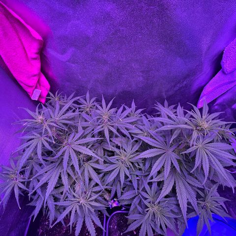STRAWBERRY PIE growlog timeline photo