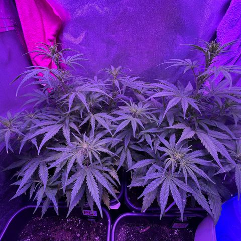 STRAWBERRY PIE growlog timeline photo
