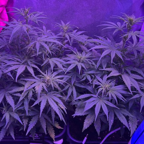 STRAWBERRY PIE growlog timeline photo