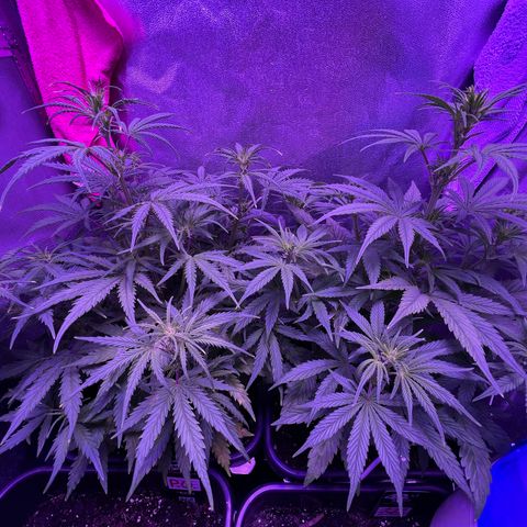 STRAWBERRY PIE growlog timeline photo