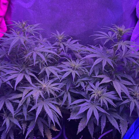 STRAWBERRY PIE growlog timeline photo