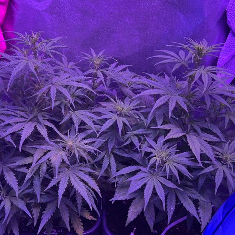 STRAWBERRY PIE growlog timeline photo