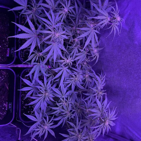 STRAWBERRY PIE growlog timeline photo