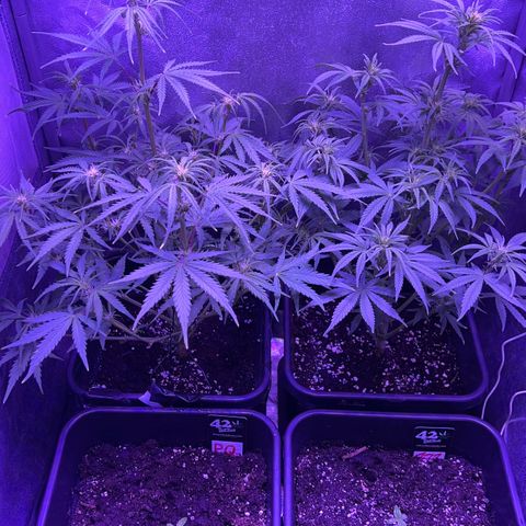 STRAWBERRY PIE growlog timeline photo