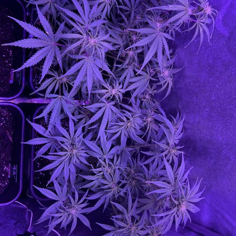 STRAWBERRY PIE growlog timeline photo