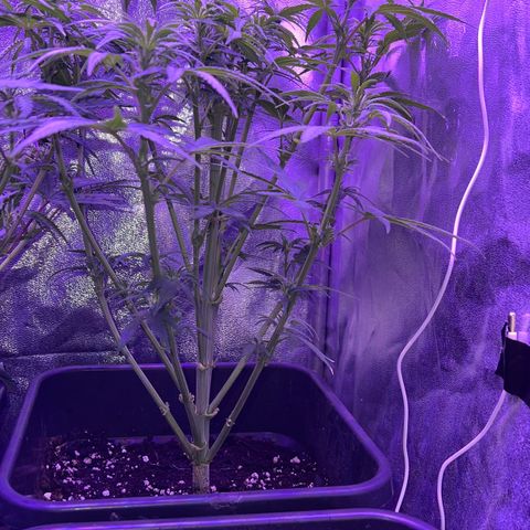 STRAWBERRY PIE growlog timeline photo