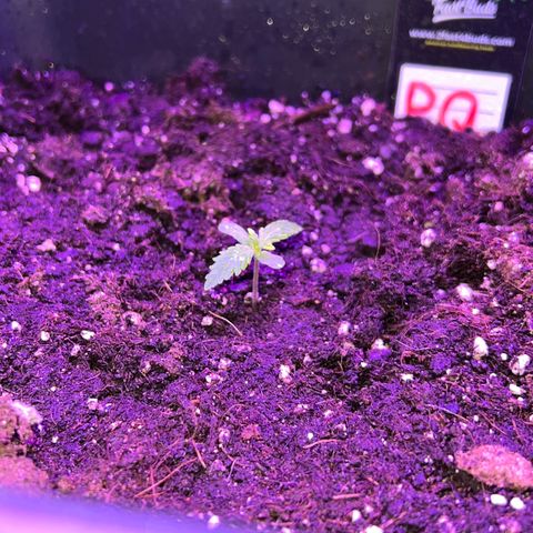 PURPLE QUEEN AUTO growlog timeline photo