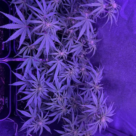STRAWBERRY PIE growlog timeline photo