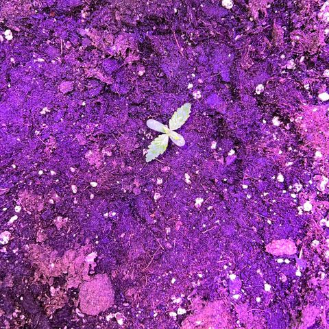 PURPLE QUEEN AUTO growlog timeline photo