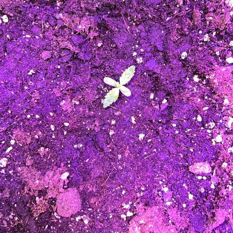 PURPLE QUEEN AUTO growlog timeline photo