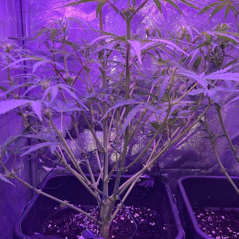 STRAWBERRY PIE growlog timeline photo