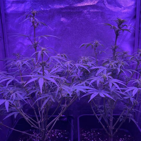 STRAWBERRY PIE growlog timeline photo