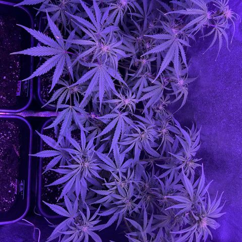 STRAWBERRY PIE growlog timeline photo