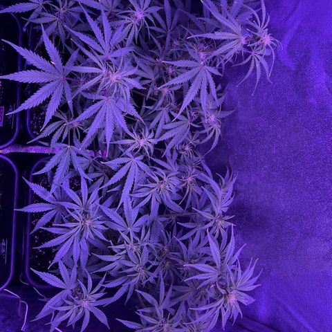 STRAWBERRY PIE growlog timeline photo