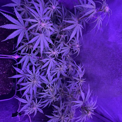 STRAWBERRY PIE growlog timeline photo