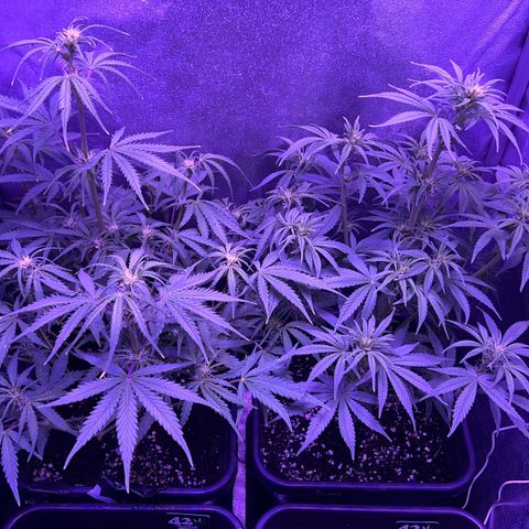 STRAWBERRY PIE growlog timeline photo