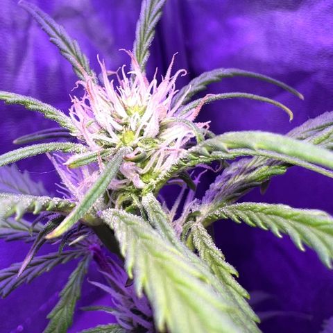 STRAWBERRY PIE growlog timeline photo