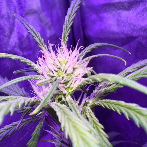 STRAWBERRY PIE growlog timeline photo