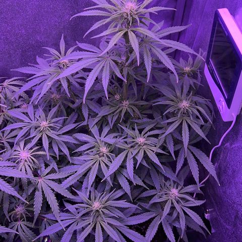 STRAWBERRY PIE growlog timeline photo