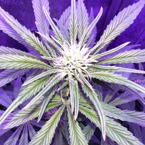 STRAWBERRY PIE growlog timeline photo