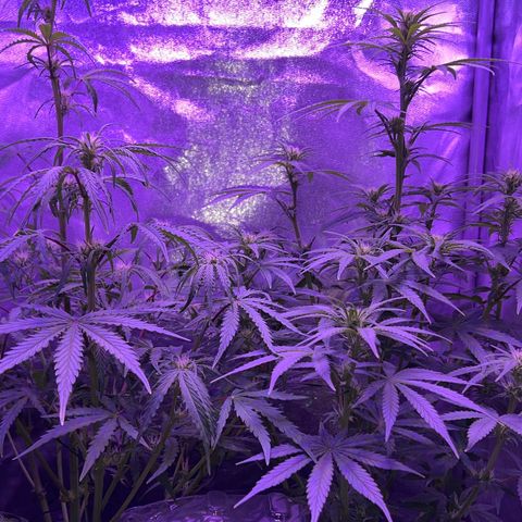 STRAWBERRY PIE growlog timeline photo