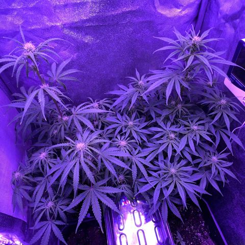 STRAWBERRY PIE growlog timeline photo