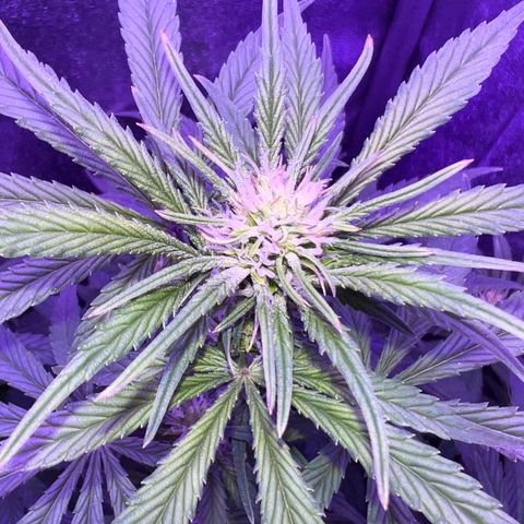 STRAWBERRY PIE growlog timeline photo