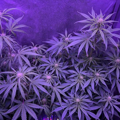 STRAWBERRY PIE growlog timeline photo