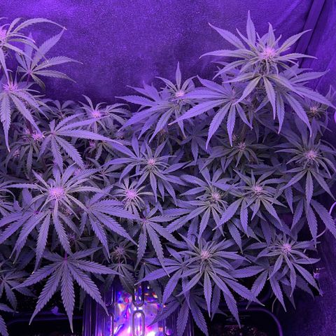 STRAWBERRY PIE growlog timeline photo