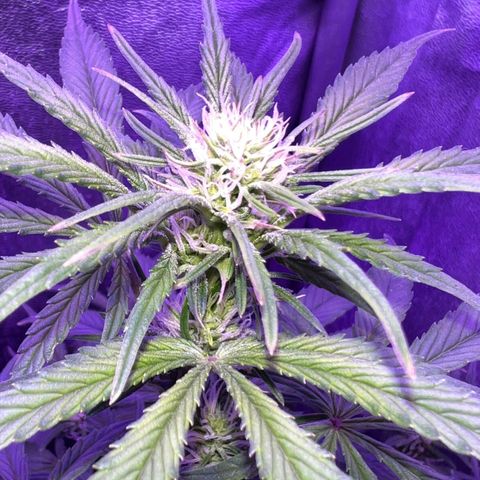 STRAWBERRY PIE growlog timeline photo