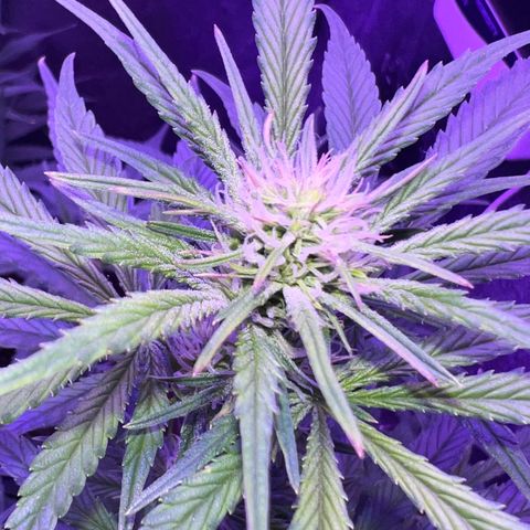 STRAWBERRY PIE growlog timeline photo