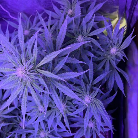 STRAWBERRY PIE growlog timeline photo