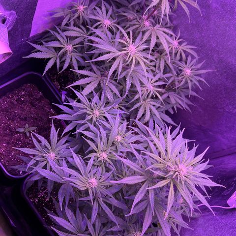 STRAWBERRY PIE growlog timeline photo