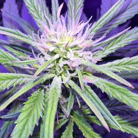 STRAWBERRY PIE growlog timeline photo