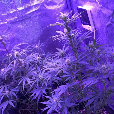 STRAWBERRY PIE growlog timeline photo