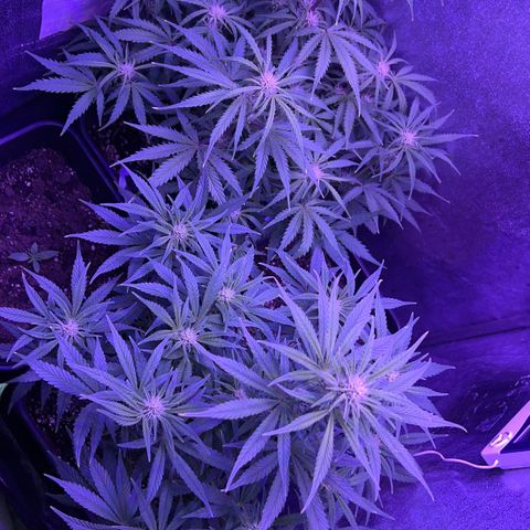 STRAWBERRY PIE growlog timeline photo
