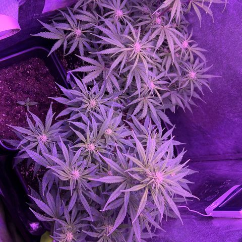 STRAWBERRY PIE growlog timeline photo