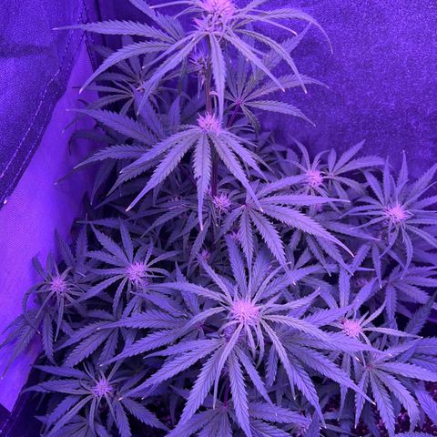 STRAWBERRY PIE growlog timeline photo
