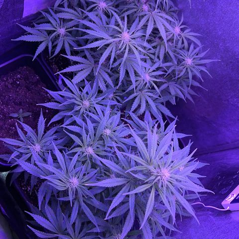 STRAWBERRY PIE growlog timeline photo