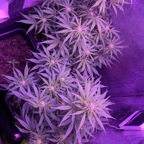 STRAWBERRY PIE growlog timeline photo