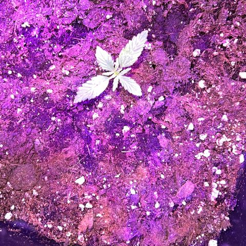 PURPLE QUEEN AUTO growlog timeline photo